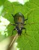 Nebria sp.